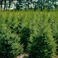 Viele Weihnachtsbäume auf einem Feld