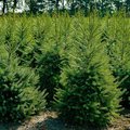 Viele Weihnachtsbäume auf einem Feld