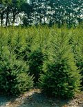 Viele Weihnachtsbäume auf einem Feld