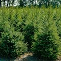 Viele Weihnachtsbäume auf einem Feld