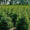 Viele Weihnachtsbäume auf einem Feld