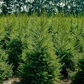 Viele Weihnachtsbäume auf einem Feld
