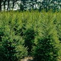 Viele Weihnachtsbäume auf einem Feld