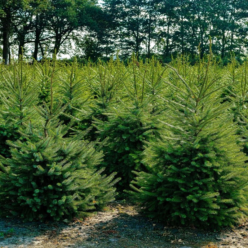 Viele Weihnachtsbäume auf einem Feld
