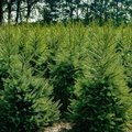 Viele Weihnachtsbäume auf einem Feld