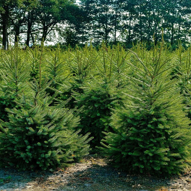 Viele Weihnachtsbäume auf einem Feld
