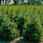 Viele Weihnachtsbäume auf einem Feld