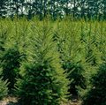 Viele Weihnachtsbäume auf einem Feld