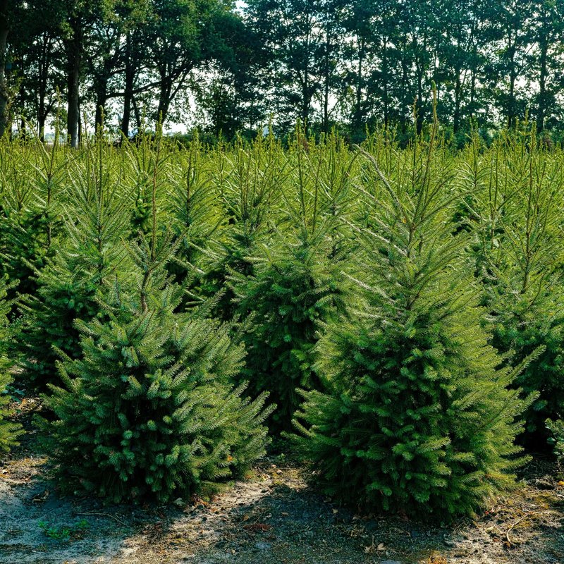 Viele Weihnachtsbäume auf einem Feld