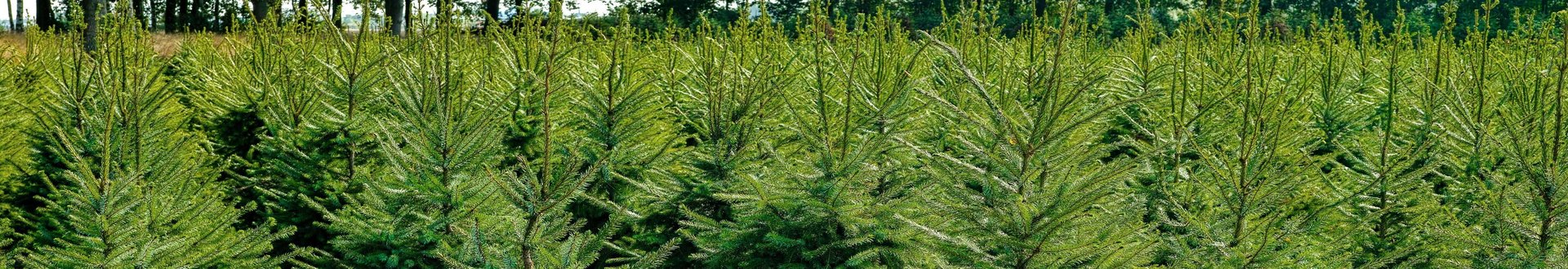 Viele Weihnachtsbäume auf einem Feld