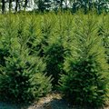 Viele Weihnachtsbäume auf einem Feld