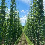Hopfenfeld Feld mit hohem Hopfen