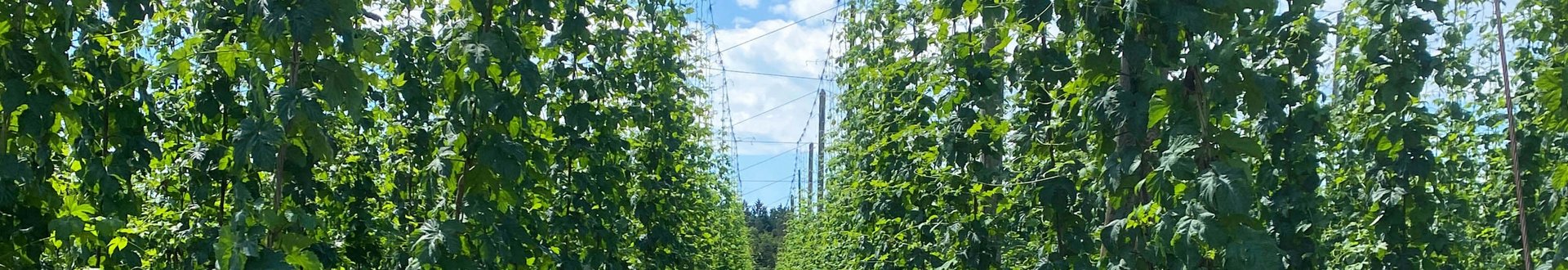 Feld mit hohem Hopfen