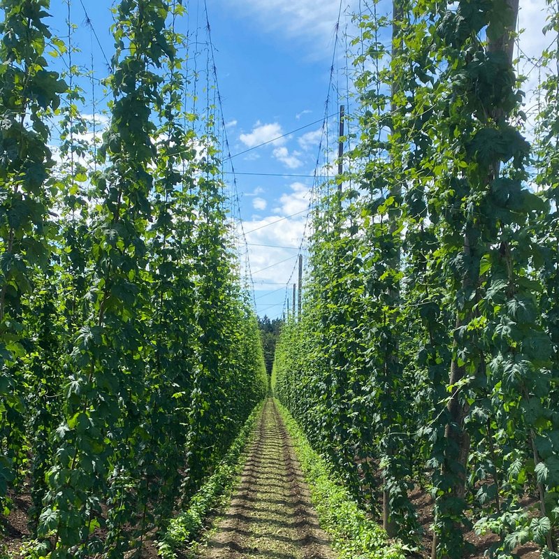 Feld mit hohem Hopfen