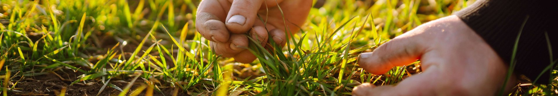 Beide Hände eines Landwirts fassen die ersten Blätter von frisch wachsendem Getreide an.