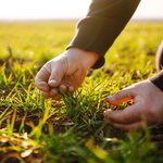Beide Hände eines Landwirts fassen die ersten Blätter von frisch wachsendem Getreide an.