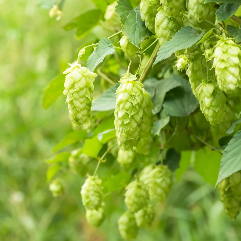 Nahaufnahme von Hopfen
