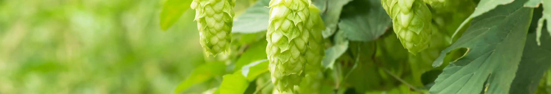 Nahaufnahme von Hopfen