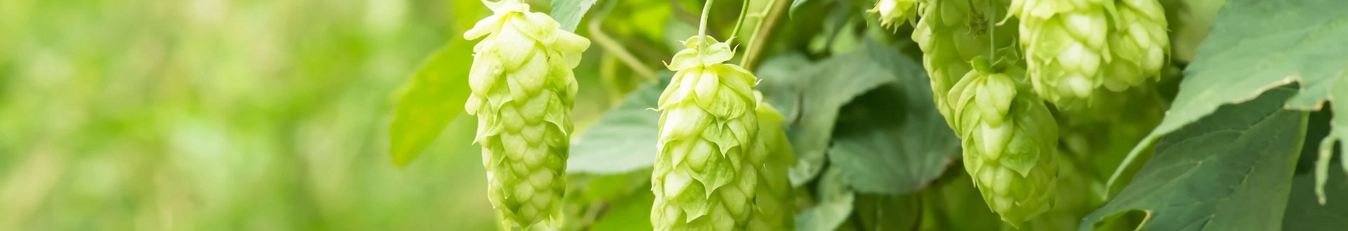 Nahaufnahme von Hopfen