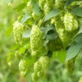 Nahaufnahme von Hopfen