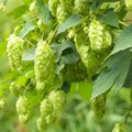 Nahaufnahme von Hopfen