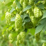 Nahaufnahme von Hopfen