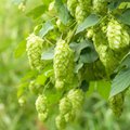 Kultur Sonderkulturen – Hopfen Nahaufnahme von Hopfen