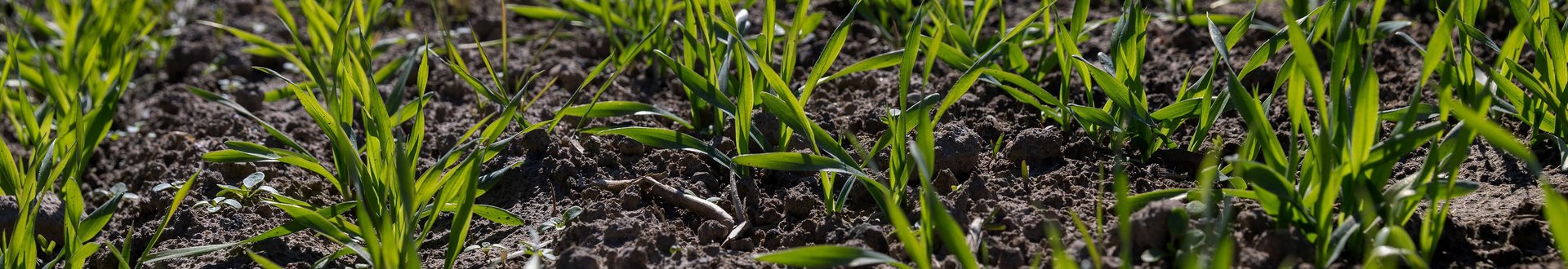 Junge Getreidepfalnzen im Sonnenlicht erstrahlen in ihren Reihen