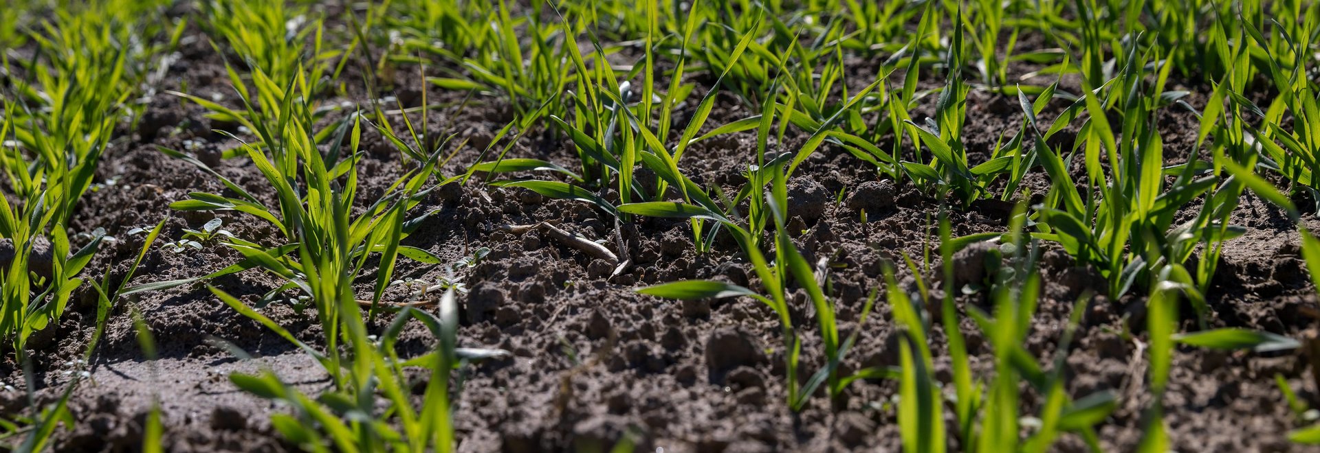 Junge Getreidepfalnzen im Sonnenlicht erstrahlen in ihren Reihen