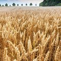Getreidefeld kurz vor der Ernte