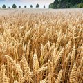 Getreidefeld kurz vor der Ernte