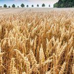 Getreidefeld kurz vor der Ernte