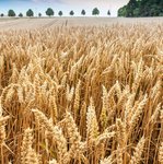Getreidefeld kurz vor der Ernte