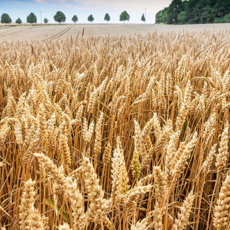 Getreidefeld kurz vor der Ernte