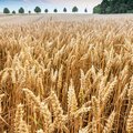 Getreidefeld kurz vor der Ernte