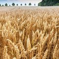 Getreidefeld kurz vor der Ernte