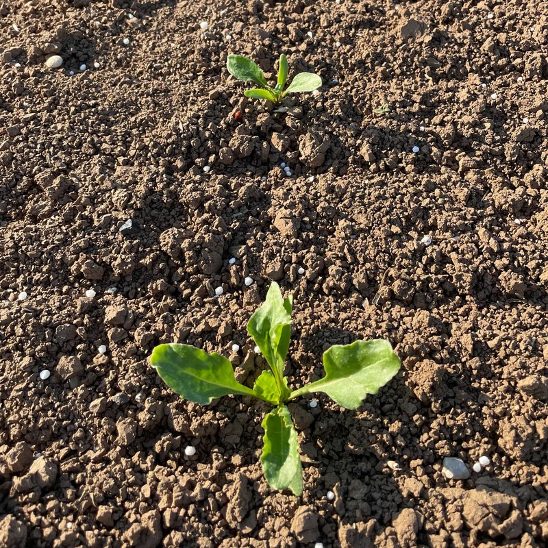 Ein kleines Zuckerr&uuml;benpfl&auml;nzchen im Sonnenschein.