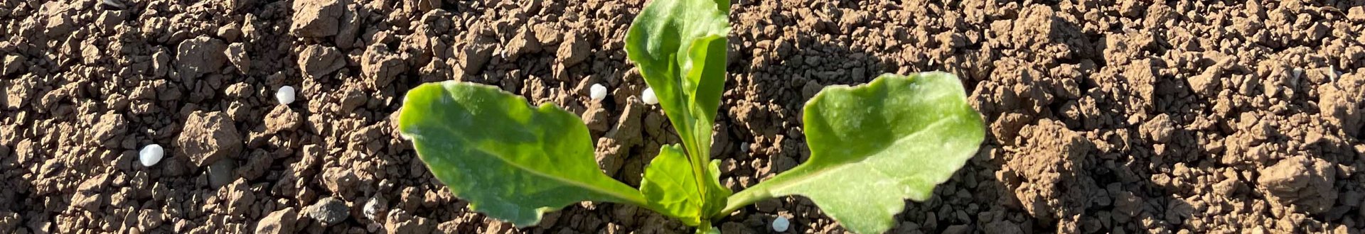 Ein kleines Zuckerr&uuml;benpfl&auml;nzchen im Sonnenschein.