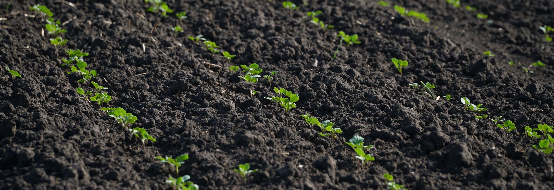 Junger Rapspflanzen in streifen auf einem Feld.