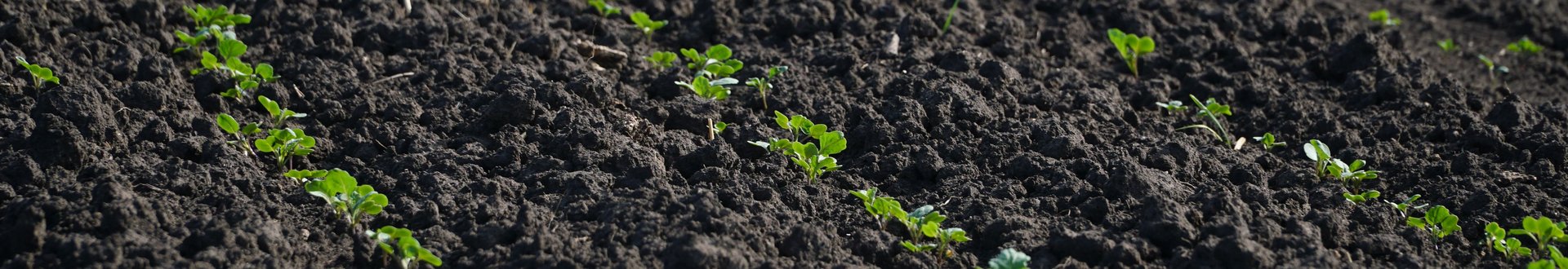 Junger Rapspflanzen in streifen auf einem Feld.
