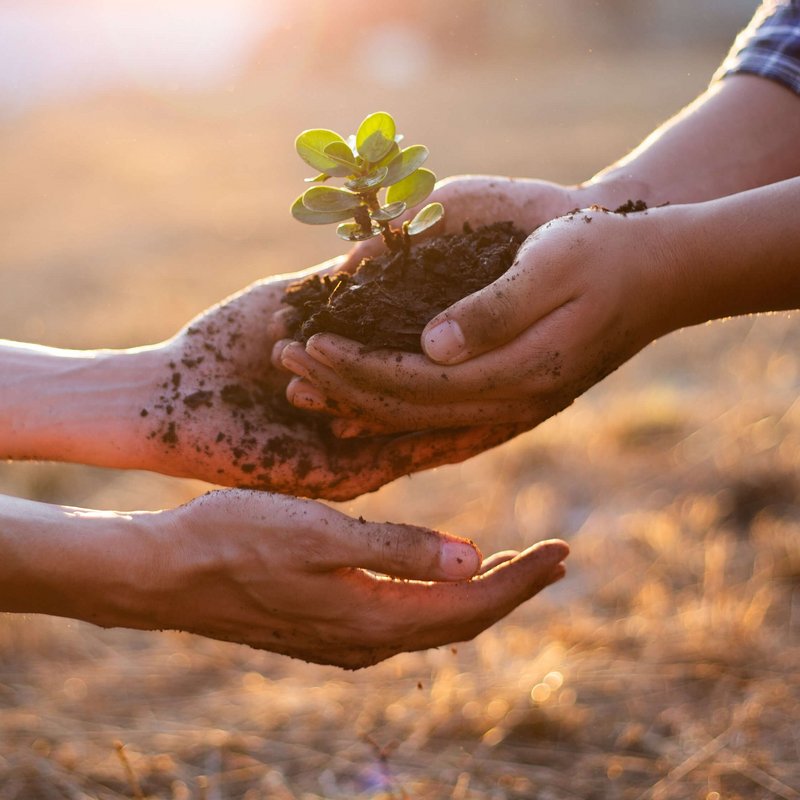 Zwei Personen die in ihren Händen gemeinsam eine Pflanze mit Erde halten