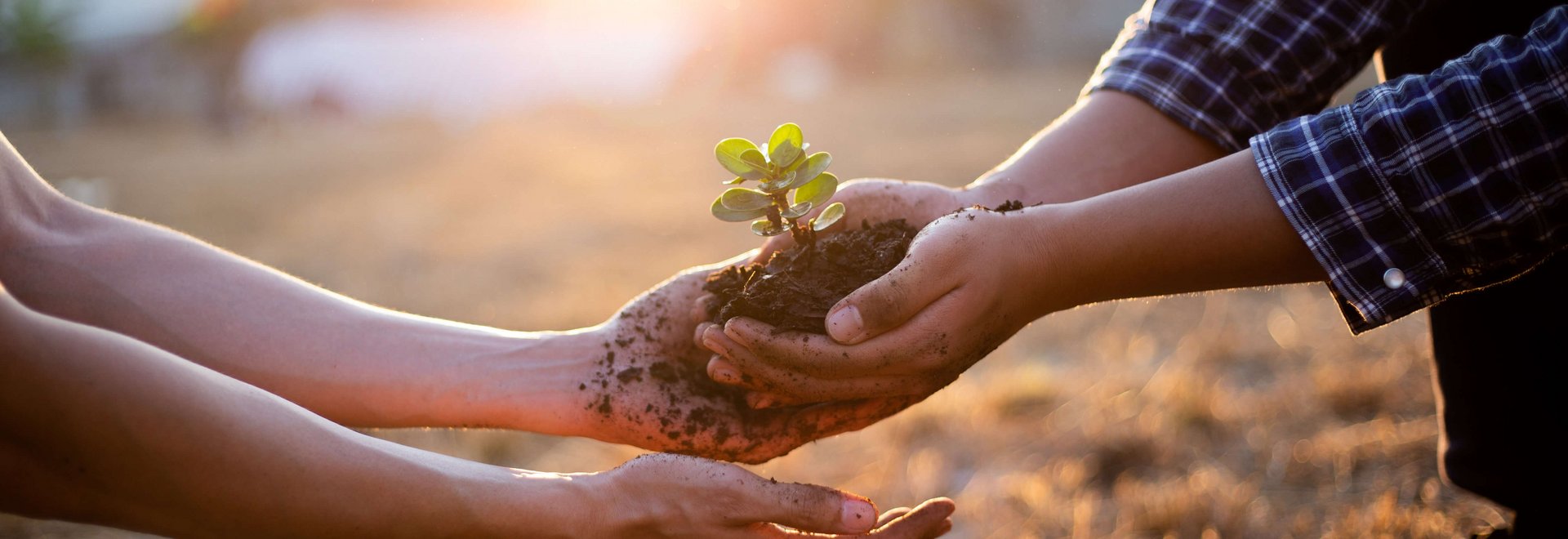 Zwei Personen die in ihren Händen gemeinsam eine Pflanze mit Erde halten