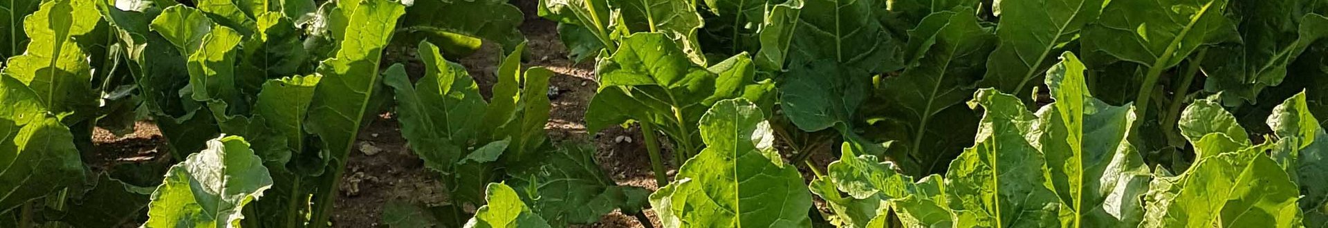 Zuckerrübenpfalnzen im Sonnenlicht kurz vor Reihenschluss.