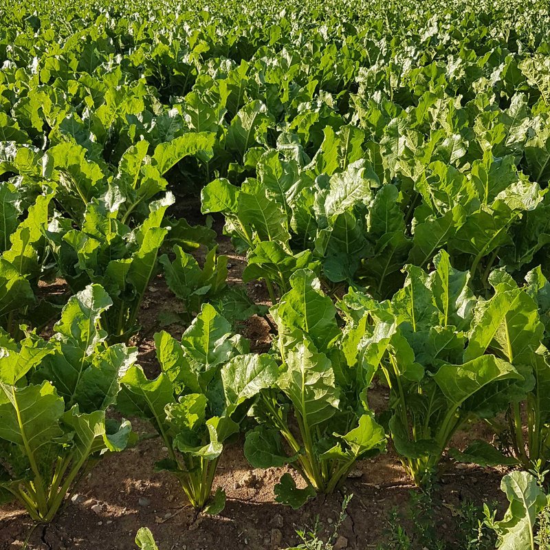 Zuckerrübenpfalnzen im Sonnenlicht kurz vor Reihenschluss.