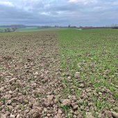 Ein Feld mit jungen Getreidepflanzen. Links kaum etwas gesprießt, rechts grüne lange Halme.