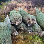 Gefällte Weihnachtsbäume Mehrere gefällte und im Netz verpackte Weihnachtsbäume