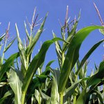 Maispflanzen Hohe Maispflanzen und Himmel
