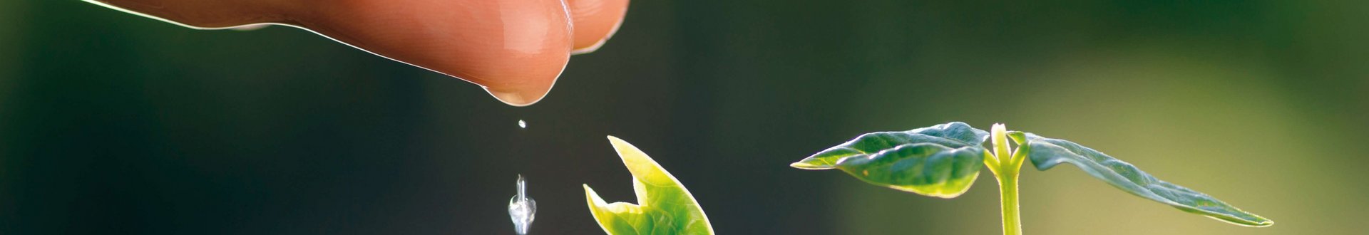Von einer Hand fallen Wassertropfen auf einen kleinen Pflanzenkeimling
