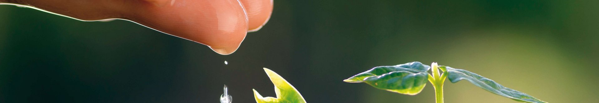 Von einer Hand fallen Wassertropfen auf einen kleinen Pflanzenkeimling