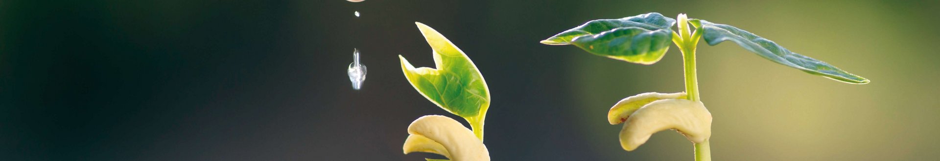 Von einer Hand fallen Wassertropfen auf einen kleinen Pflanzenkeimling